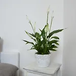 Amadeus Prague Apartments